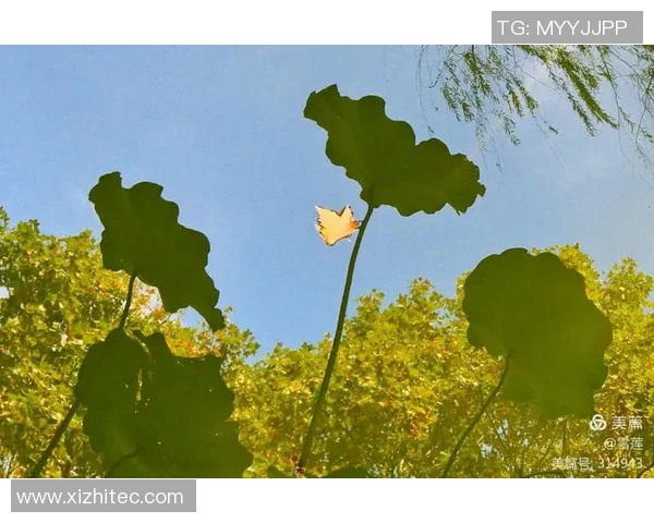 川传足球明星名单全解析及其成就回顾